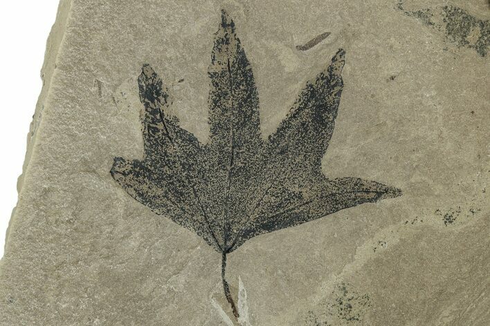 Fossil Sycamore (Macginitiea) Leaf - Green River Formation, Utah #356072